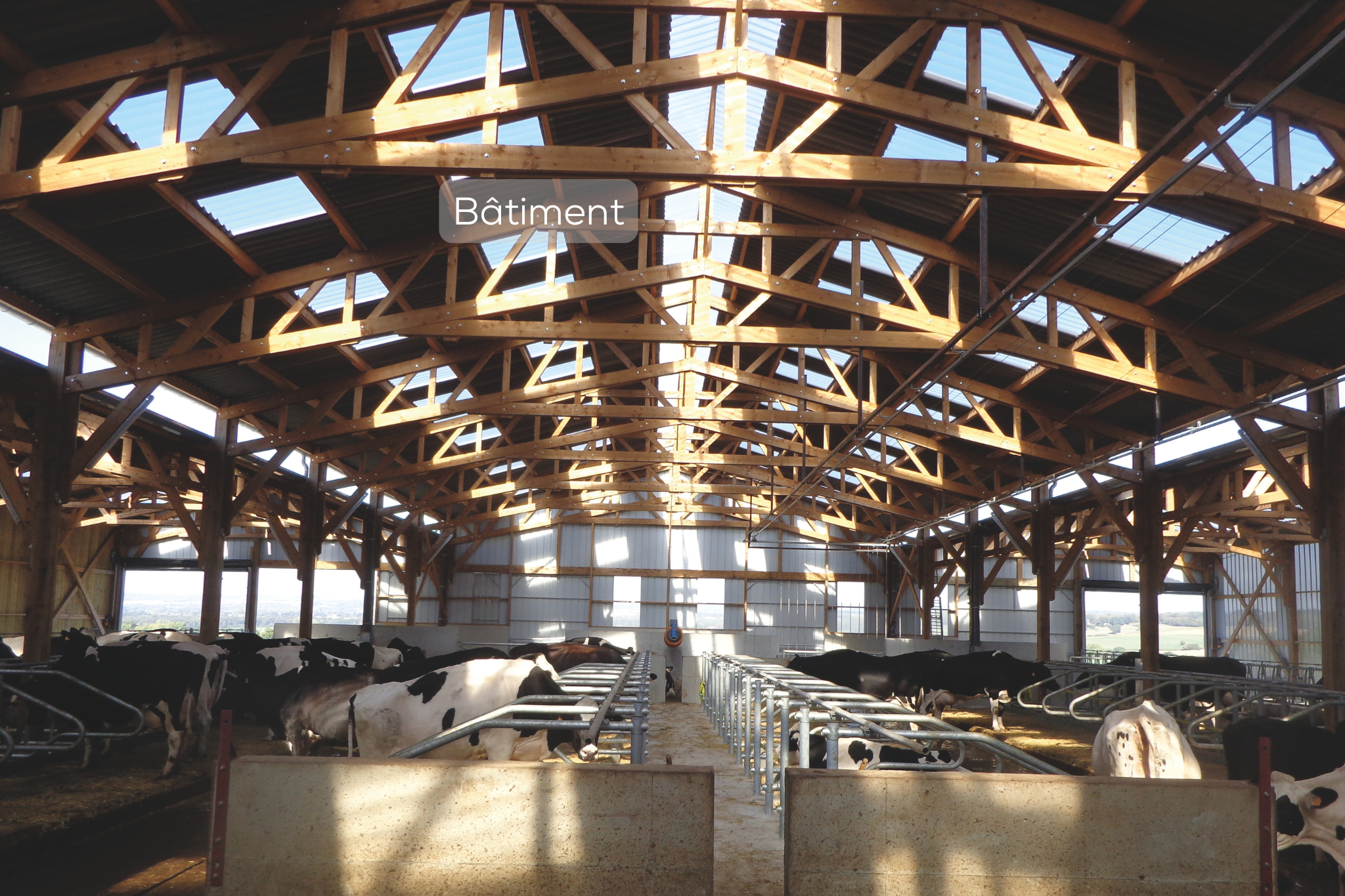 Bâtiment agricole avec vaches