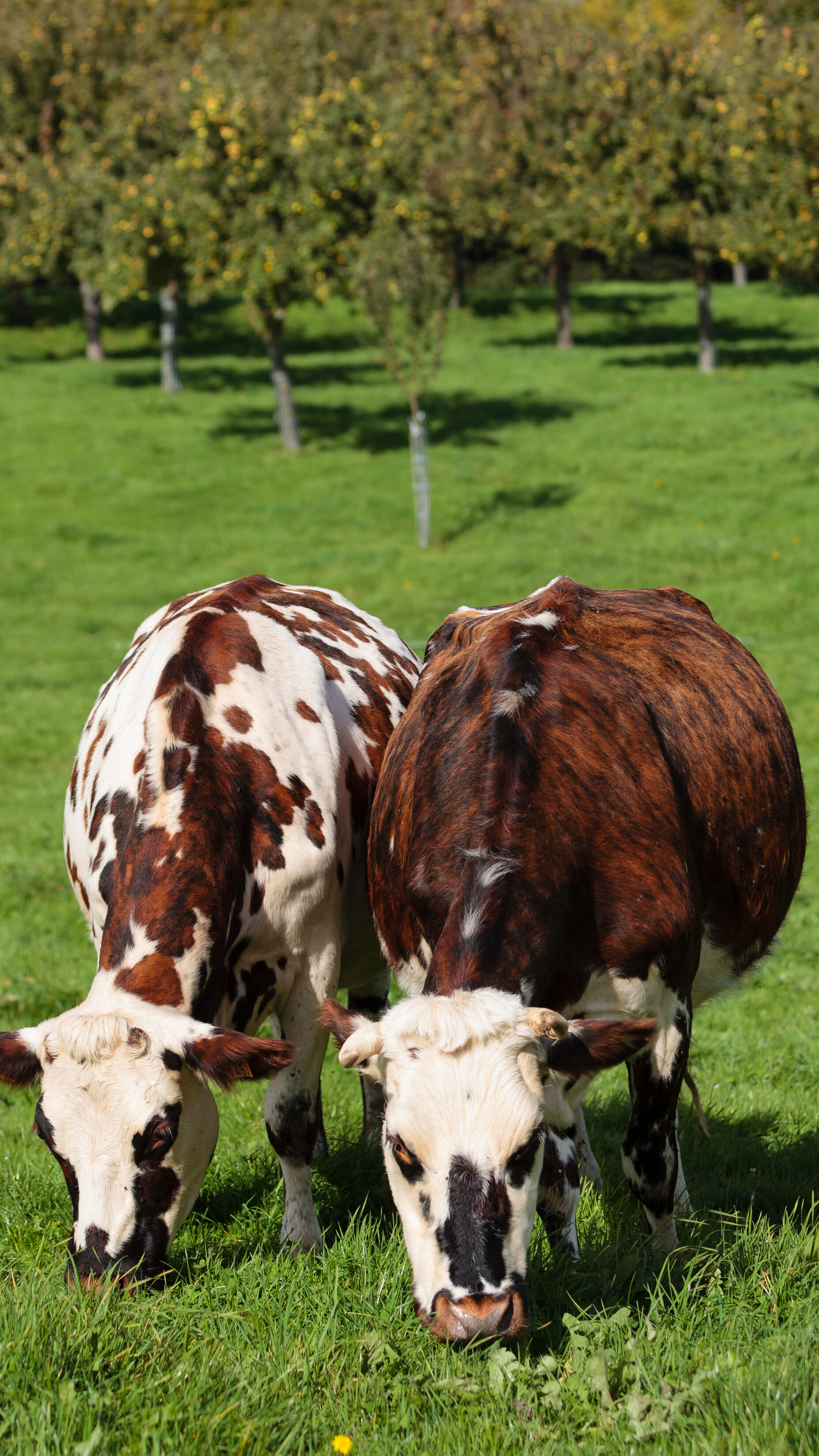 vaches normandes dans une prairie